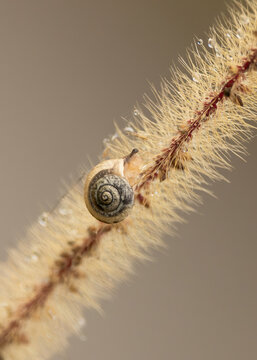 A land snail with an intricate spiral shell, makes its way diagonally up a grass stem with water droplets on it, against a blurred background on the Gold Coast in Queensland, Australia.
