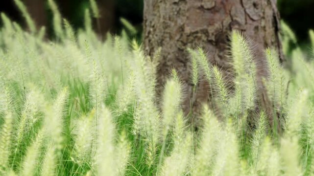 Feathery Fountain Grass Plumes Surrounding a Rugged Tree Trunk in Soft Light (4K)