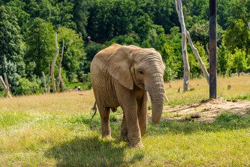 African Elephant Walking Through a Grassy Habitat