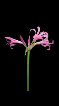 Time lapse of growing and blooming Nerine (Guernsey lily, Spider lily, Jersey lily) isolated on black background, vertical orientation