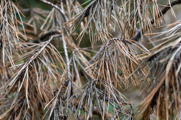 Dry dead pine branches with brown needles close-up © Mila