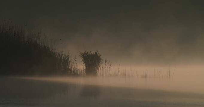 Thick fog movement over calm lake surface with reeds at sunrise slow motion