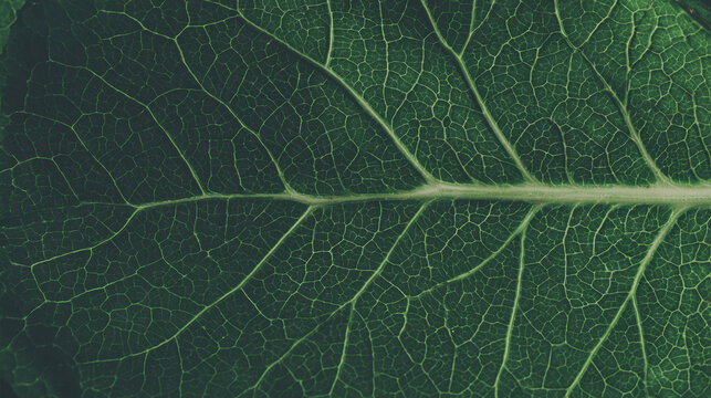 Dark green leaf vein macro texture with intricate venation for botanical background and nature wallpaper design