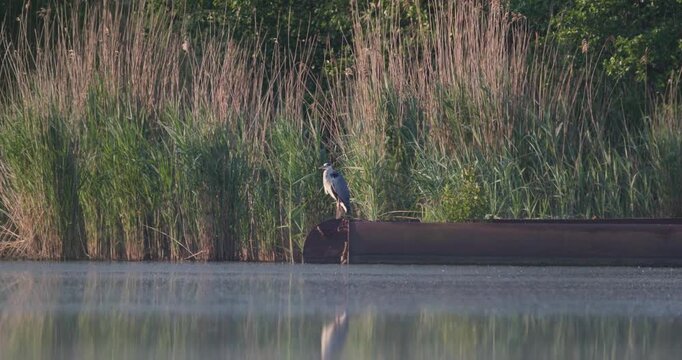 Grey heron perched on rusty pontoon and preening feathers on summer lake slow motion