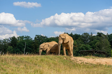 Two African Elephants Standing Together in a Grassy Landscape © Вікторія Імбер