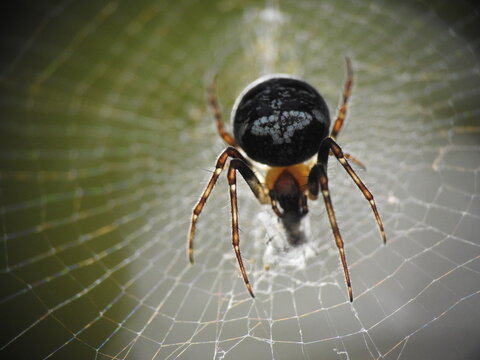 European garden spider sitting in orb web with dark abdomen and white markings