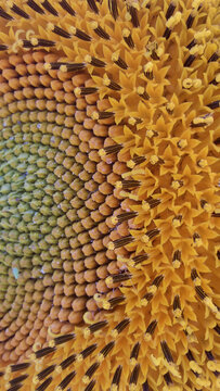 Detailed close up of blooming sunflower center showing golden yellow florets, pollen grains, and natural geometric pattern