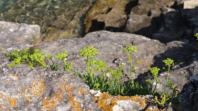 Flowering plant Crithmum against the backdrop of the Adriatic Sea