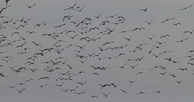 Large flock of seagulls flying together in the overcast sky, slow motion