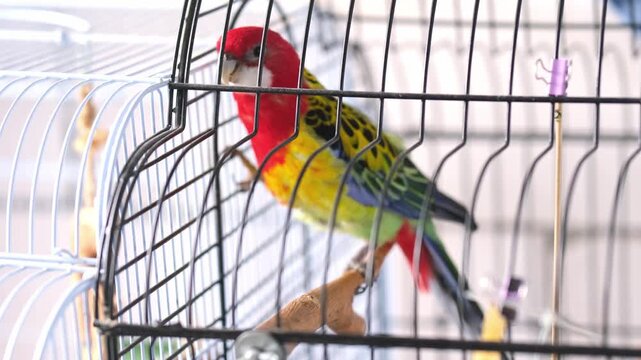 Eastern Rosella Parrot in Cage - Colorful Exotic Pet Bird with Vibrant Red Yellow and Blue Plumage