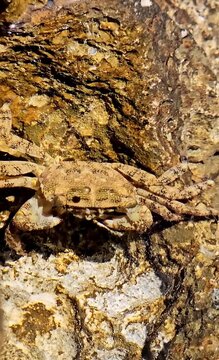Brown crab sits motionless underwater, imitates the appearance of stones. Vertical video