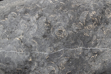 Ammonite Fossils Embedded in Limestone Rock Surface © Josh