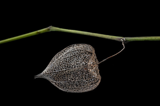 Lampionblume auf schwarzem Hintergrund, Physalis