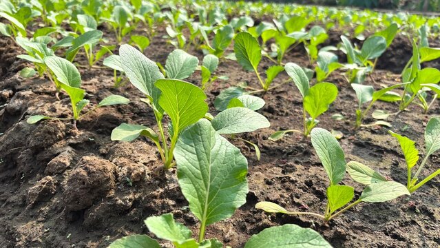 garden soil planted with young green mustard shoots