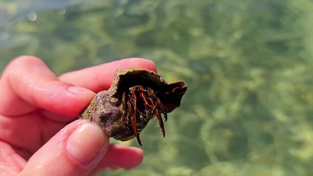 Hermit crab emerges from its shell and hides back