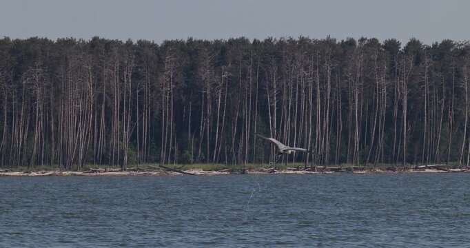 Grey heron defecating during takeoff and flying away over the bay against pine forest, slow motion