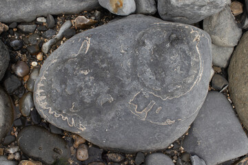 Boulder with Fossilized Ammonite Imprints on the Beach © Josh