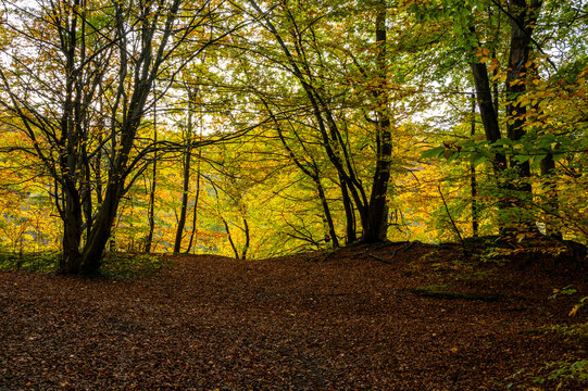 Baum im Herbst