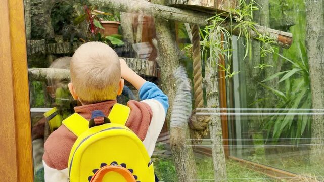 A young boy watches animals through the glass at the zoo in Saint Petersburg. This curious moment brings deep joy, wonder, and excitement to the peaceful visit.