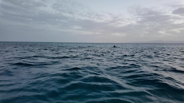 Wild dolphins surfacing in the open waters of the Red Sea near Hurghada, Egypt. The dolphins swim through gentle evening waves beneath a dramatic cloudy sky, with the distant Egyptian coastline and mo