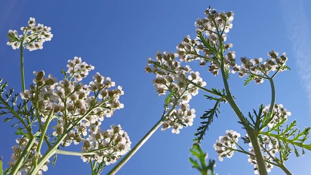 White yarrow flowers against the sky