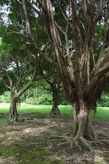 Fototapeta premium tree in the park