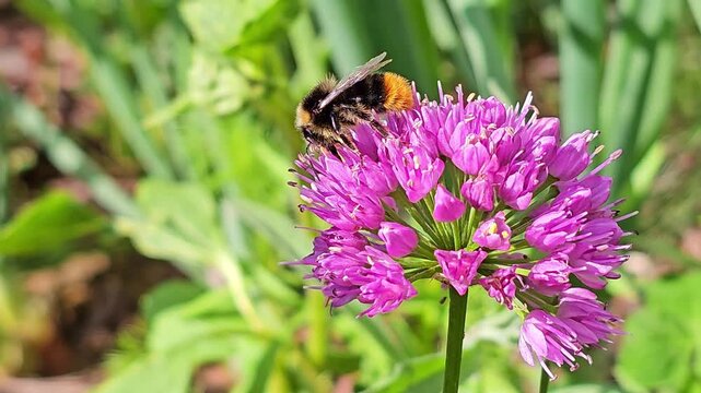 A bee collects nectar on a purple garlic flower