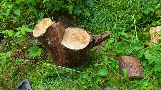 POV close up shot of man chopping firewood with an axe on a tree stump in forest for barbecue