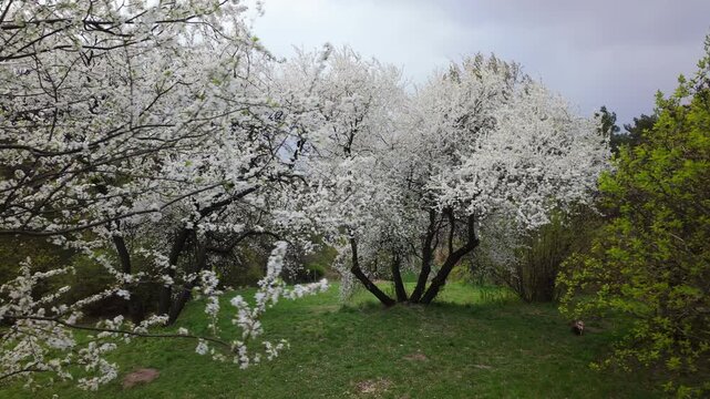 Blooming White Cherry Plum Trees In Spring Park On Grassy Hill