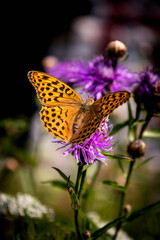 Argynnis Aglaja, piękny rodzaj motyla&nbsp; dziennego