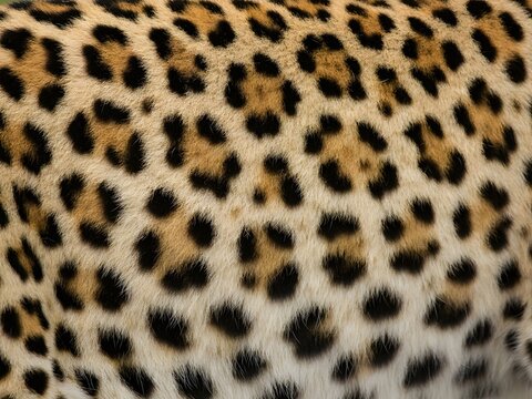 Close-up high-resolution texture of authentic leopard print fur pattern for fashion and design projects