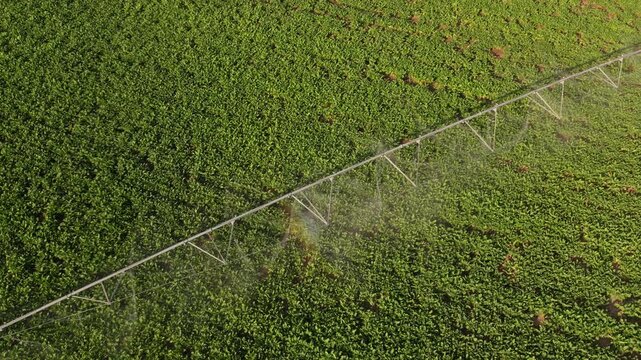Aerial drone view of center pivot irrigation system watering lush green agricultural crops in a modern farm field