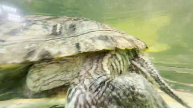 A red-eared slider swims gracefully underwater in a zoo aquarium in Saint Petersburg. This serene aquatic scene brings a sense of calm, wonder, and joy.