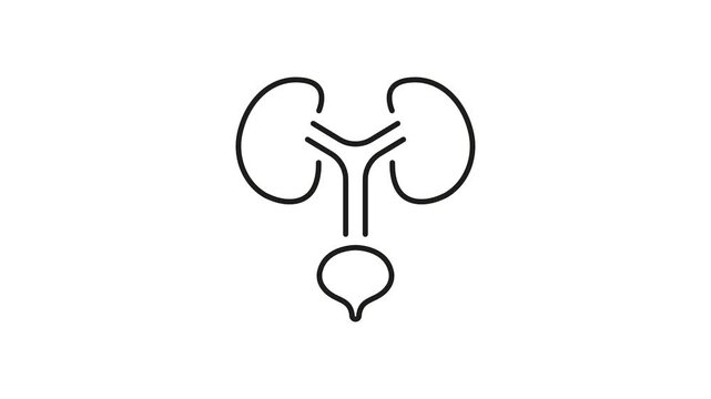 Kidney And Urinary System Animated Icon With Alpha Channel. Renal Health, Urology, And Urinary Tract Function Motion Graphic. Medical And Healthcare. On Transparent Background