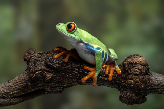 The red-eyed tree frog (Agalychnis callidryas) is a famous rainforest amphibian known for its bright colors and big red eyes. It is native to forests of Central America and South America.