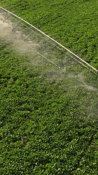 Center pivot irrigation system spraying water on a green agricultural field from an aerial view