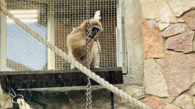 A lar gibbon sits quietly on a wooden platform in its enclosure at the Saint Petersburg zoo. This tender, peaceful moment evokes a deep sense of calm wonder and joy.