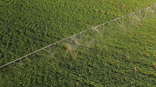 Center pivot irrigation system watering a lush green agricultural field from an aerial drone perspective