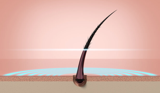 Single human hair strand with protective layer on scalp surface - 3d illustration