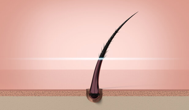 Single human hair strand growing from follicle in skin layer - 3d illustration