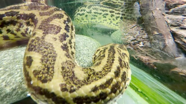 A yellow anaconda glides across rocks inside its enclosure at the Leningrad Zoo in Saint Petersburg. This powerful reptile brings a feeling of thrilling suspense and quiet wonder.