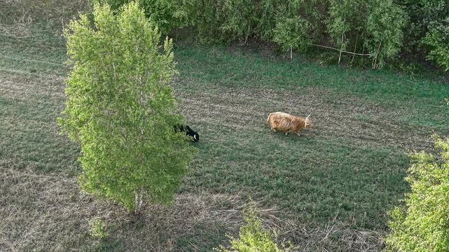 Aerial meadow with cows and natural farm tracks