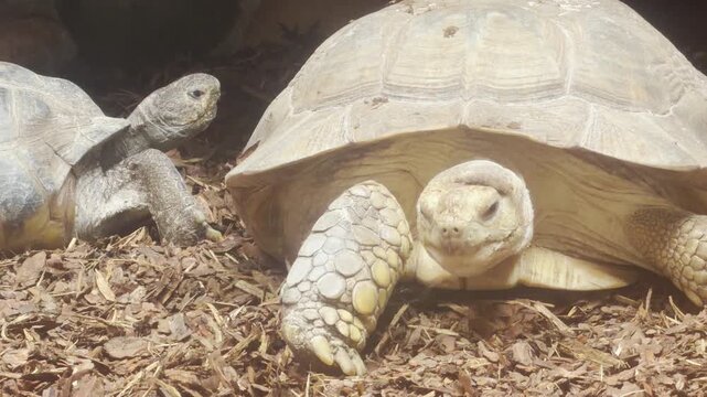 Two large tortoises rest calmly on wood chips in their zoo enclosure in Saint Petersburg. This peaceful scene brings a deep sense of quiet wonder and joy.