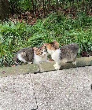 Cat fighting