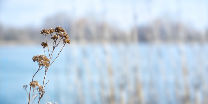 Brown dry wildflower in front of a blurred blue frozen lake with a reed bed in winter.