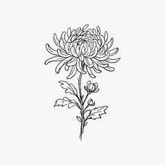 Fototapeta premium Line drawing of a chrysanthemum with detailed petals and leaves.