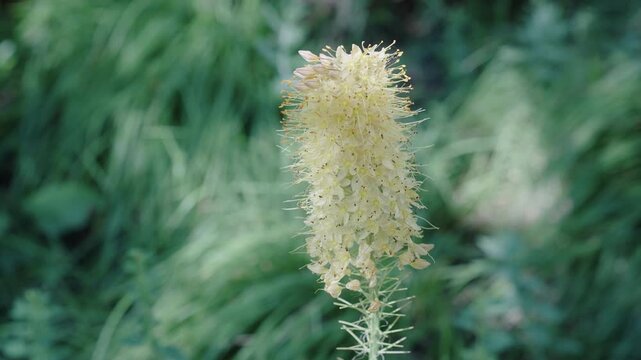 Eremurus flower. Flowering nature closeup. Macro of flowering plant. Eremurus exotic flower. Natural flower plant. Flora nature. Bright blooming desert candles flower in nature. Foxtail lilies