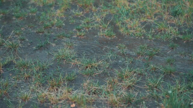 Rainy weather creates mud puddles on trail