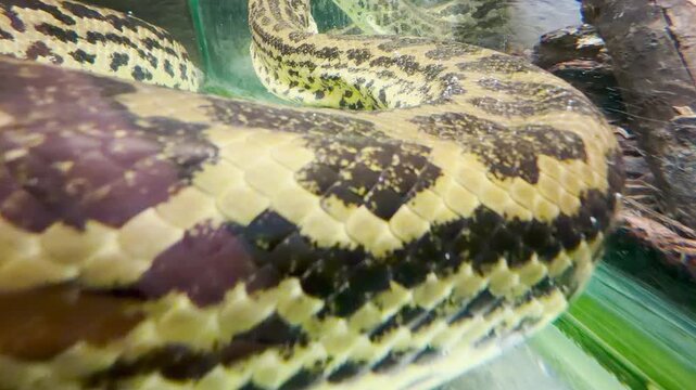 A yellow anaconda coils across a stone in its enclosure at the Leningrad Zoo in Saint Petersburg. This powerful reptile inspires a feeling of thrilling suspense and quiet wonder.