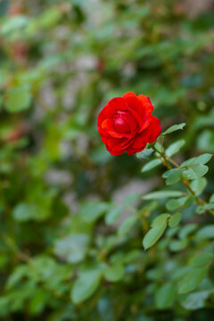 red rose in garden